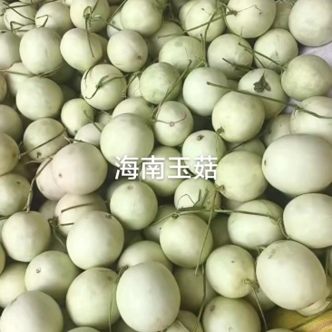 海南玉菇甜瓜，软糯香甜，大量供应电商市场，代发全国
