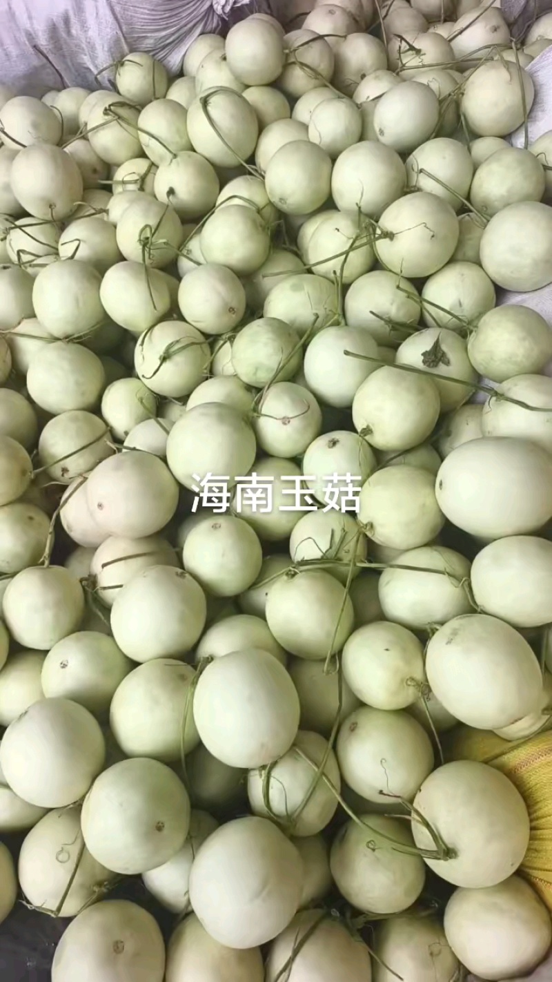 海南玉菇甜瓜，软糯香甜，大量供应电商市场，代发全国