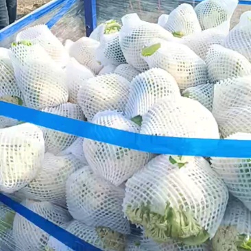 菜花个头大，货量充足！