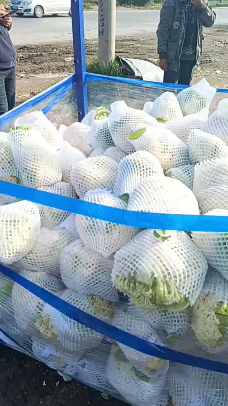 菜花个头大，货量充足！