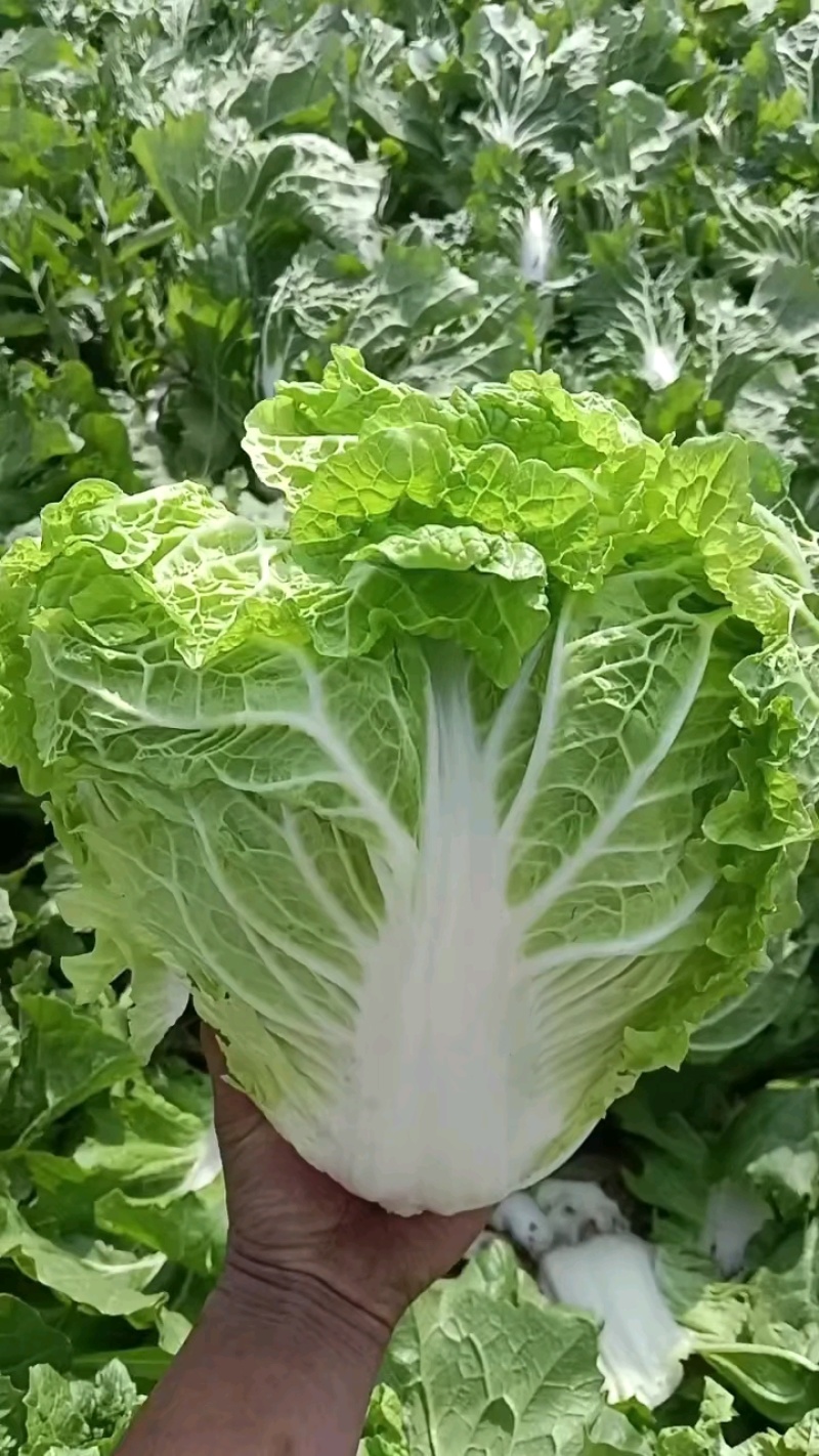 大白菜扒干净了，先带10包8包尝尝！