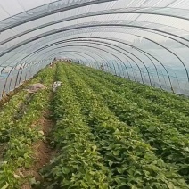 脱毒烟薯25大田苗红皮红心的德州夏津育苗基地