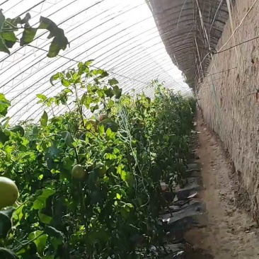 普罗旺斯精品西红柿，需要的客户可以联系，各种规格