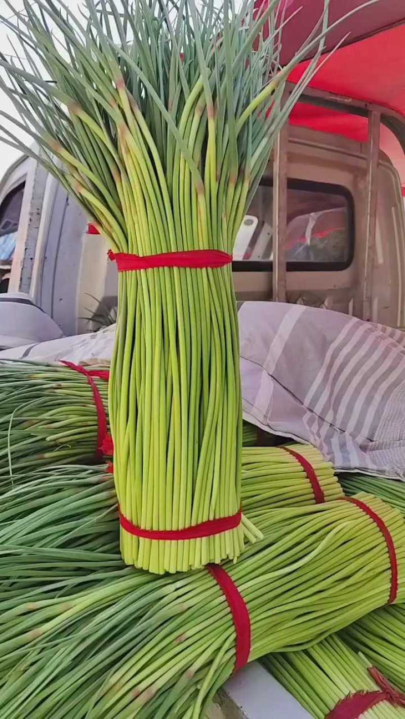河南开封，精品蒜薹红帽蒜薹产地直达对接电商市场等
