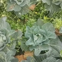 翠妃甘蓝2~4斤，一毛六，货多速联！