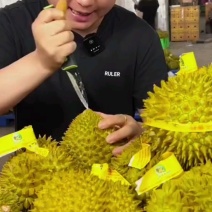 金枕榴莲一手批发价格，A果保5房，坏果包赔