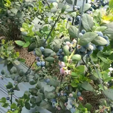 山东蓝莓产地品种齐全保证质量诚信经营