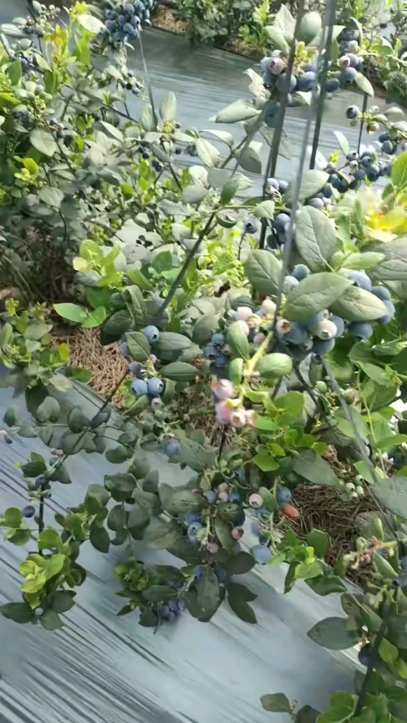 山东蓝莓产地品种齐全保证质量诚信经营