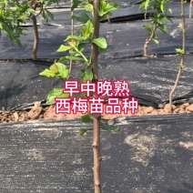 塔尔玛西梅苗嫁接枝条一手货源自产自销