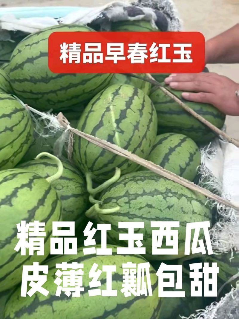 早春红玉西瓜/小吊兰瓜砀山西瓜/皮薄红瓤【可全国发货】