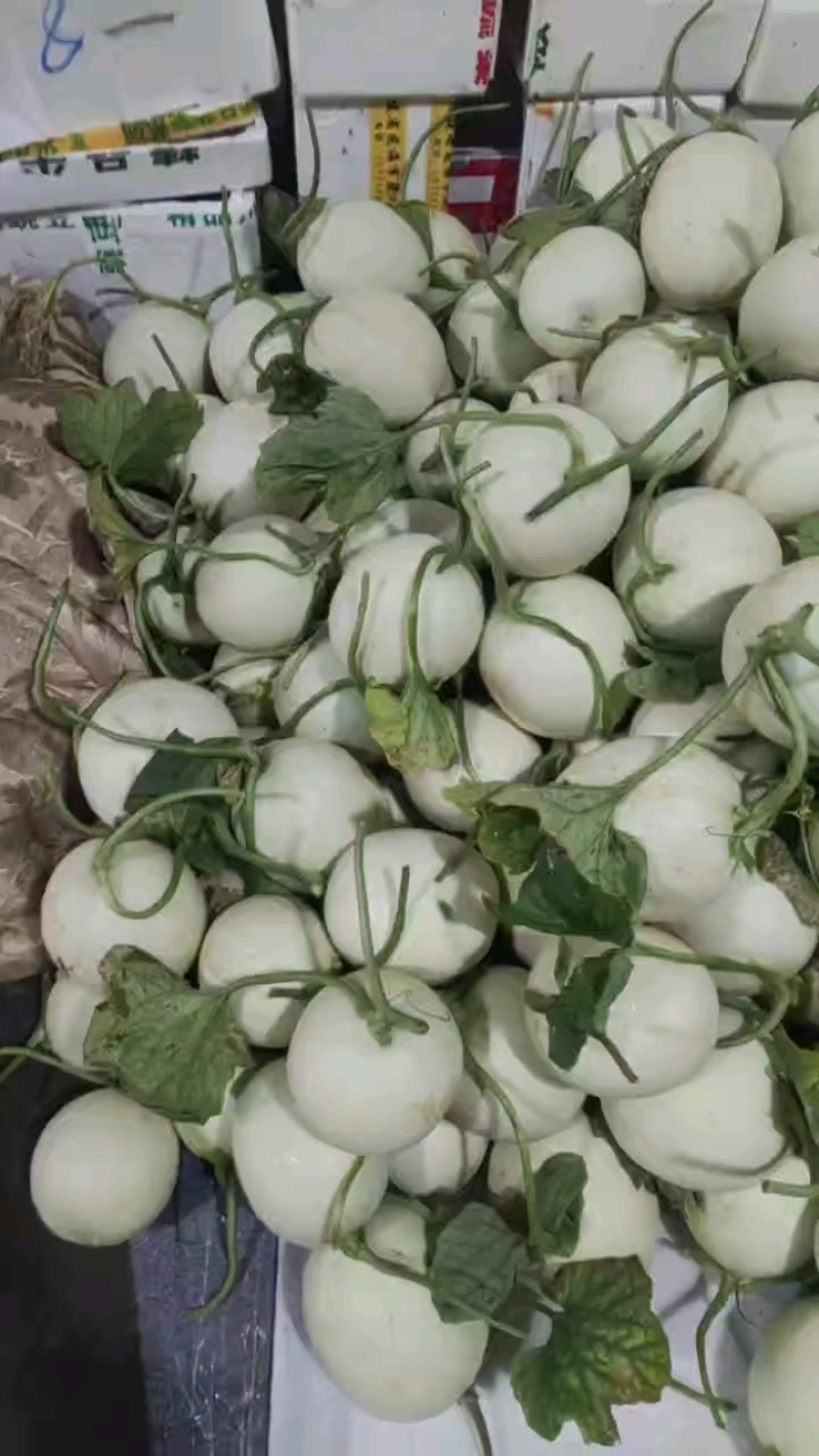 嘉兴银霆农业有限公司---银霆生鲜--玉菇
