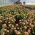 长寿花130盆