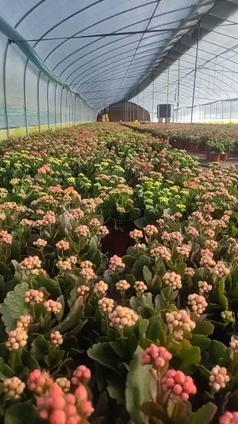 长寿花130盆