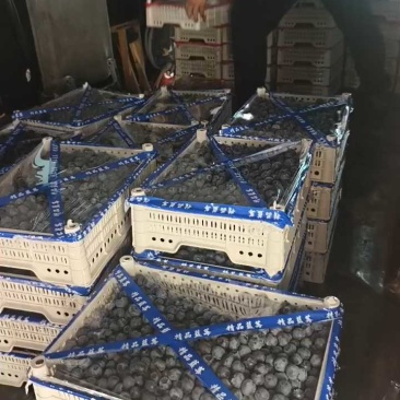 蓝莓花香L25优瑞卡L11F6品种齐全品质保证