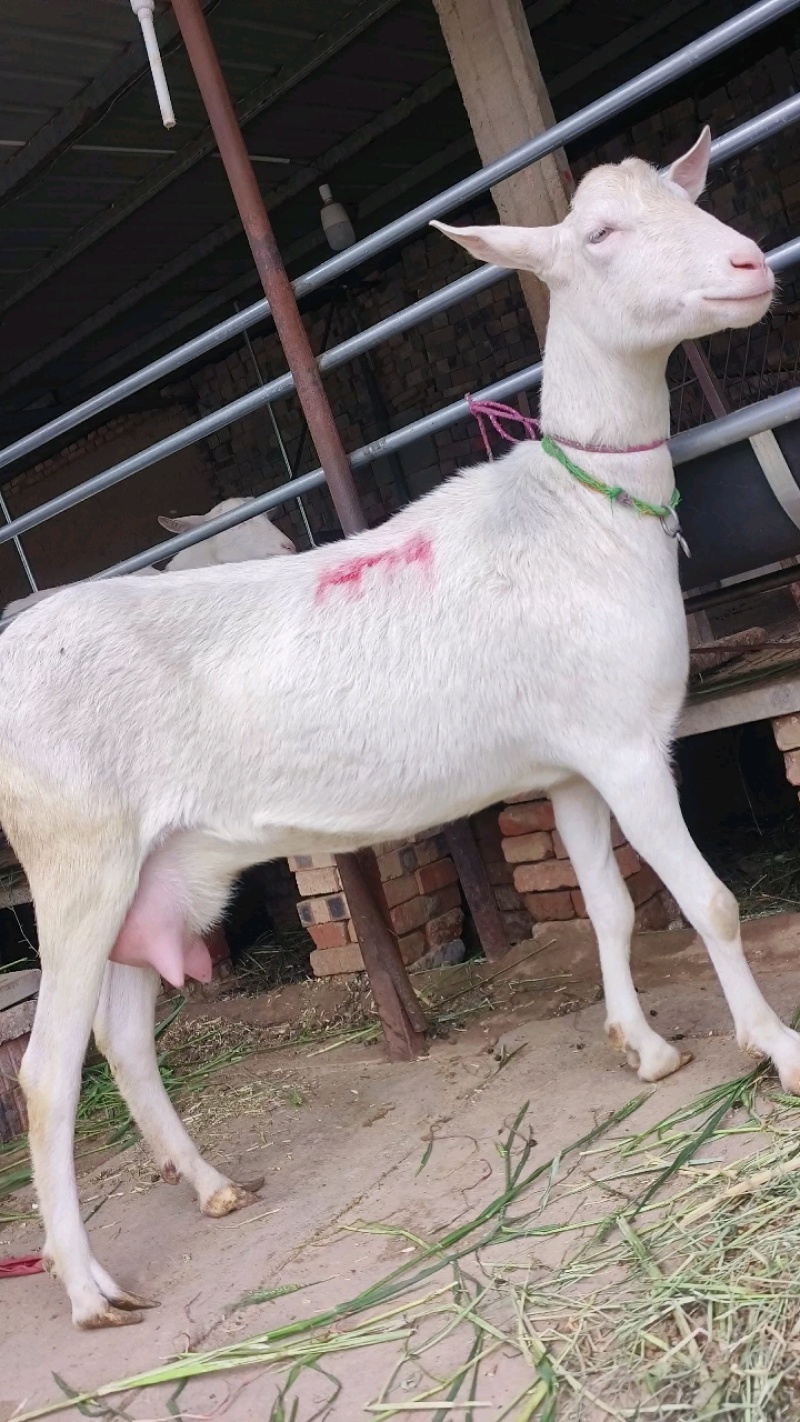 头胎对牙新产奶羊全国发货
