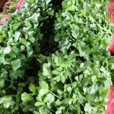 精品大叶香菜产地直供支持各种包装