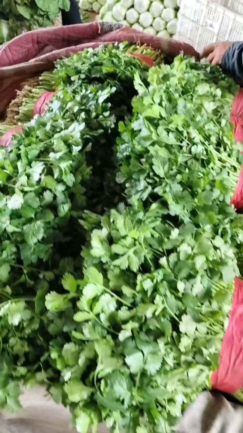 精品大叶香菜产地直供支持各种包装
