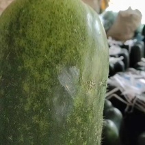 山东绿皮冬瓜，毛毛钱大个，货源充足！