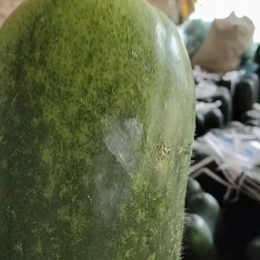 山东绿皮冬瓜，毛毛钱大个，货源充足！