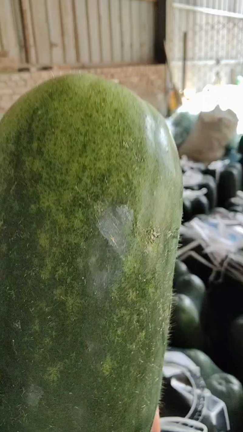 山东绿皮冬瓜，毛毛钱大个，货源充足！