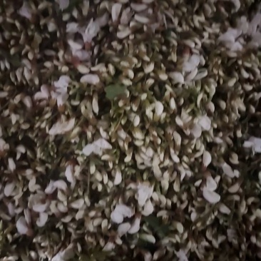 精品洋槐花头茬、选货、槐米级无大梗无叶、无虫、无