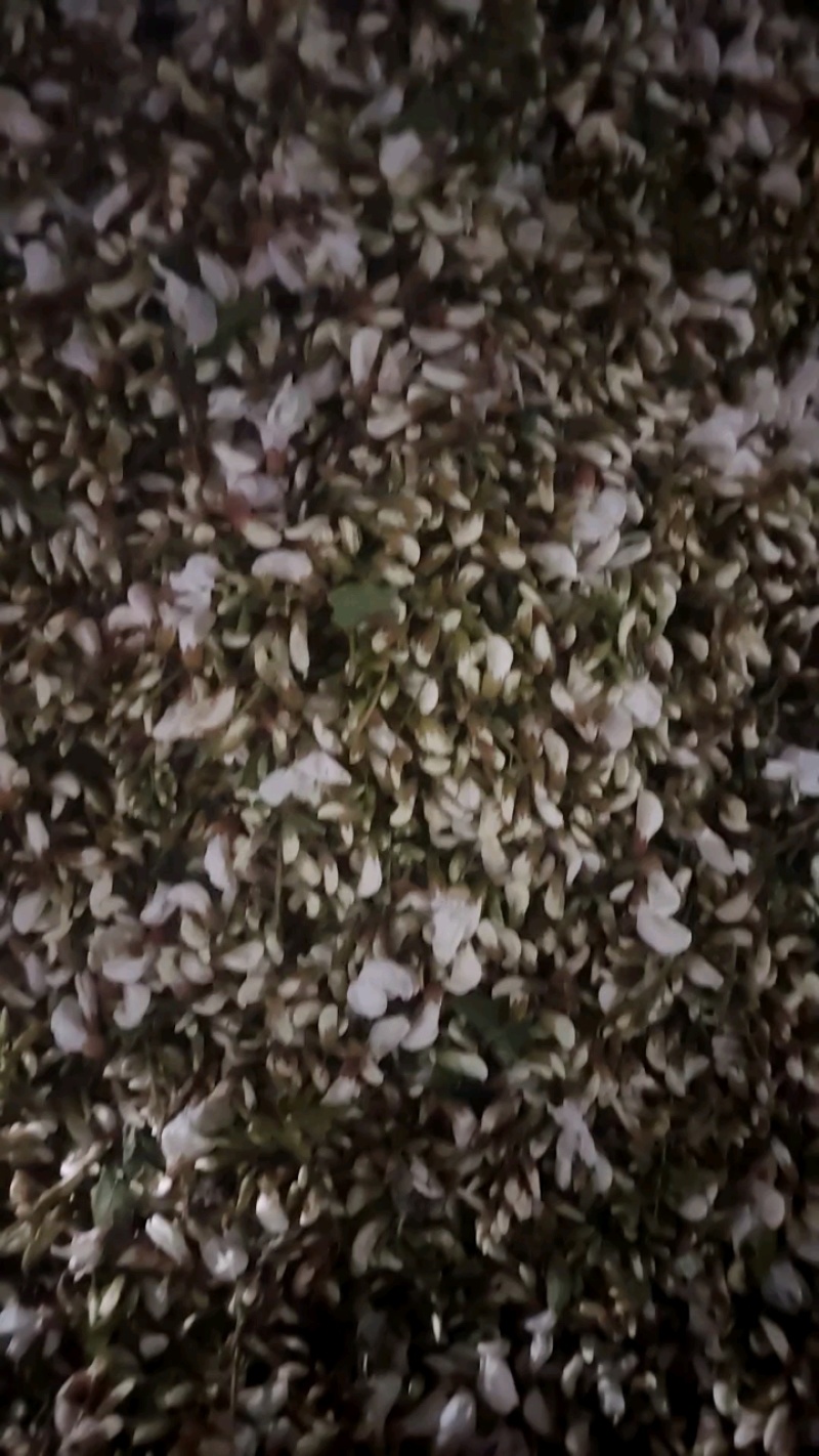 精品洋槐花头茬、选货、槐米级无大梗无叶、无虫、无