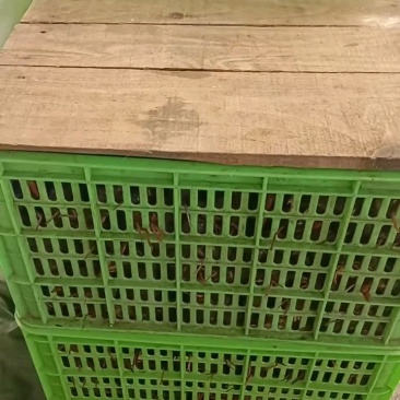 中青（湖北清水小龙虾产地直发，冷链物流配送至全国）