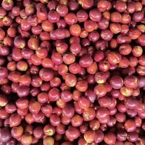 中油四号皮毛好，4.5元起，大量货源！