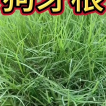 南方耐高温多年生狗牙根种子耐旱耐热，越热越旺根系发达