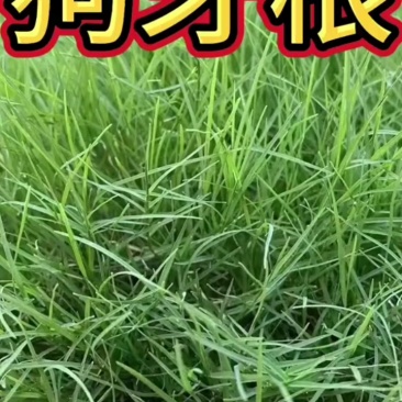 南方耐高温多年生狗牙根种子耐旱耐热，越热越旺根系发达