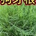 南方耐高温多年生狗牙根种子耐旱耐热，越热越旺根系发达