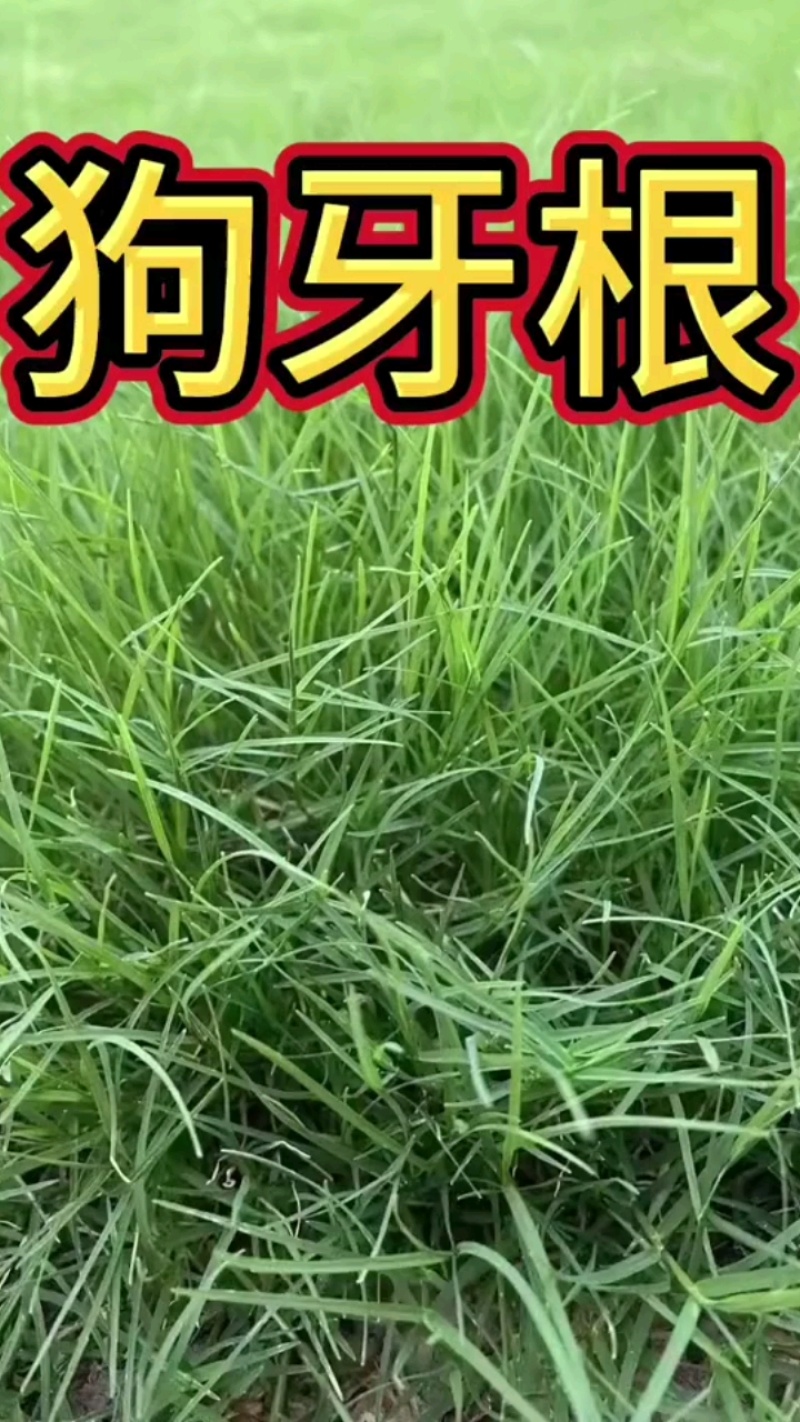 南方耐高温多年生狗牙根种子耐旱耐热，越热越旺根系发达