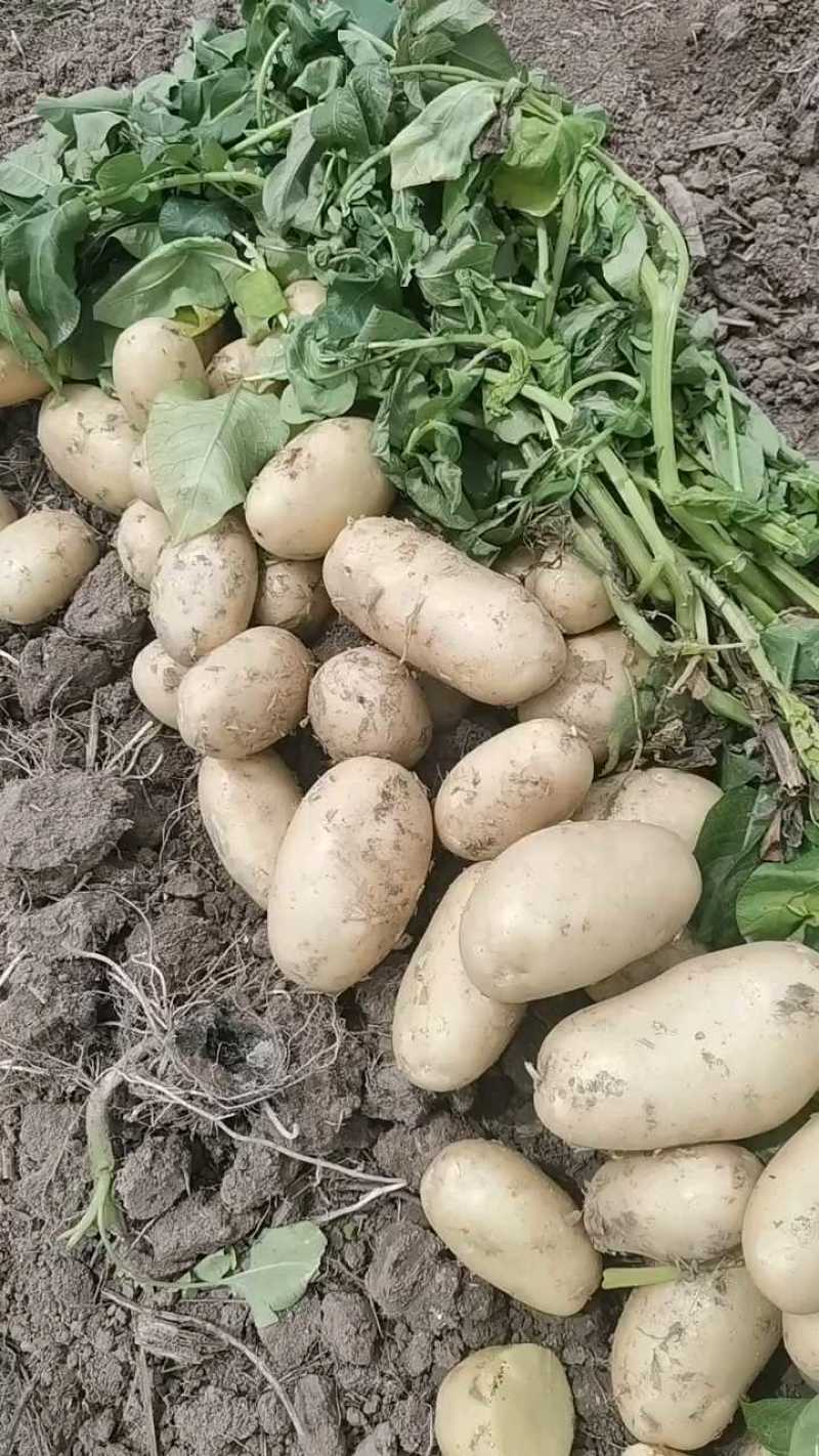 土豆，荷兰十五，黄心土豆，一手货源欢迎订购，非常漂亮