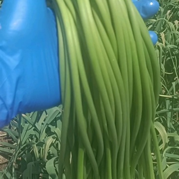 金乡精品蒜苔一茬50～60cm代收，代卖