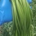 金乡精品蒜苔一茬50～60cm代收，代卖