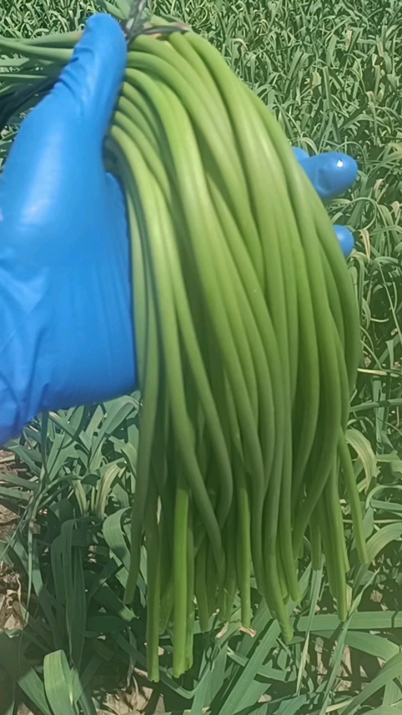 金乡精品蒜苔一茬50～60cm代收，代卖