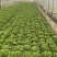 意大利生菜基地直发云南生菜保质保量价格实惠欢迎老板联系