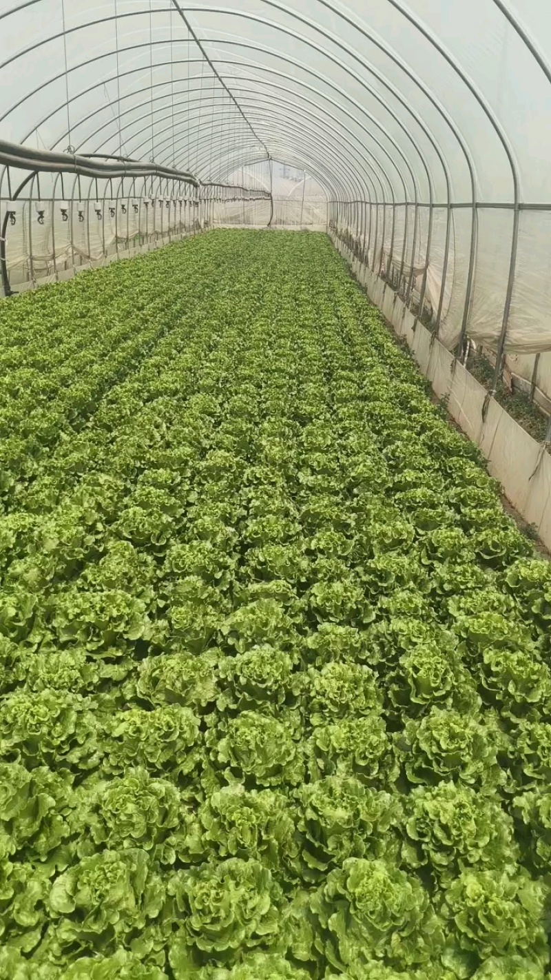 意大利生菜基地直发云南生菜保质保量价格实惠欢迎老板联系