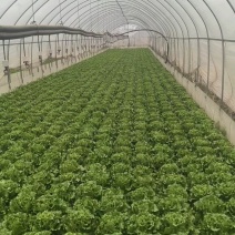 意大利生菜基地直发云南生菜保质保量价格实惠欢迎老板联系