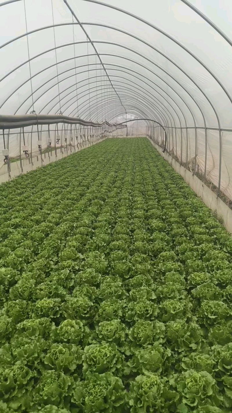 意大利生菜基地直发云南生菜保质保量价格实惠欢迎老板联系