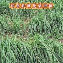 祁东黄花菜种苗黄花菜根可食用特产粗高产四季种植易活黄花菜