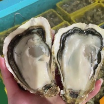 台山三倍体泥货生蚝精品货