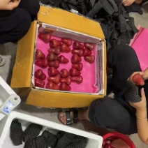 海南三亚黑金刚莲雾包园直采，量大从优，有需要联系我