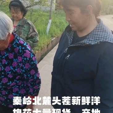 精品槐花新鲜洋槐花货源充足现摘现发全程冷链运输欢迎咨询