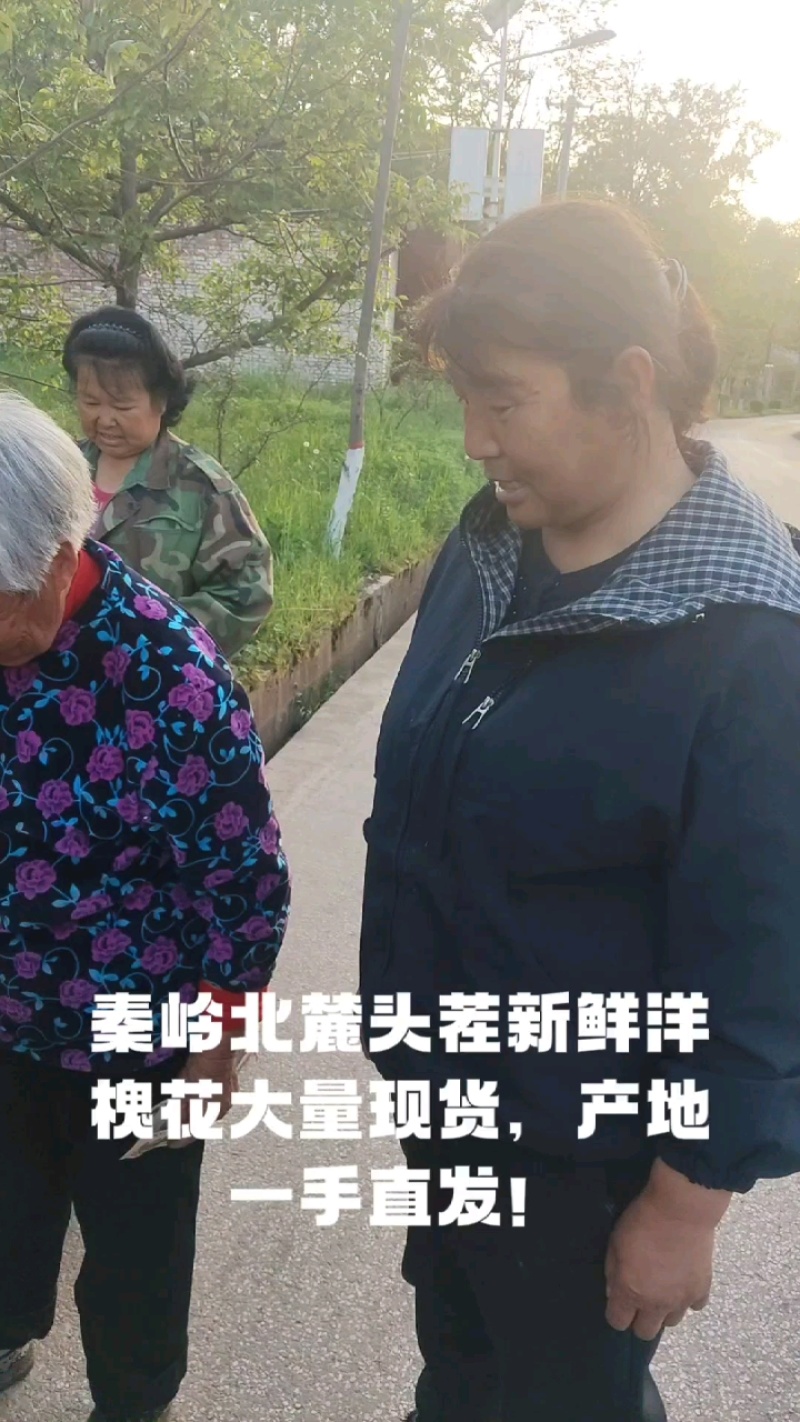 精品槐花新鲜洋槐花货源充足现摘现发全程冷链运输欢迎咨询