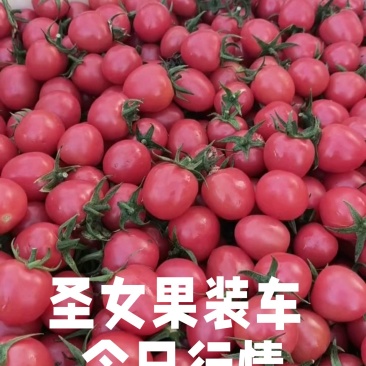 山东聊城千喜圣女果园粉，贝贝大量上市货源充足