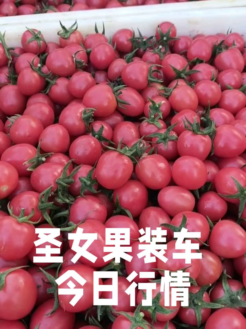 山东聊城千喜圣女果园粉，贝贝大量上市货源充足