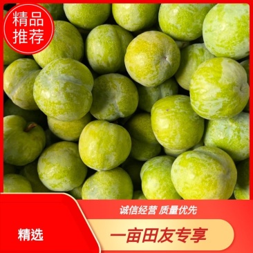 【优选】青脆李！粉黛脆李！对接各大市场电商及商超
