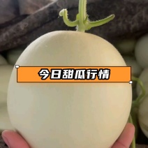 玉菇奶香蜜甜瓜产地直供专业对接市场商超平台