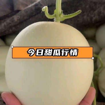 玉菇奶香蜜甜瓜产地直供专业对接市场商超平台